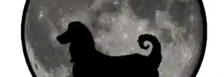 Destellos Peluqueria Canina