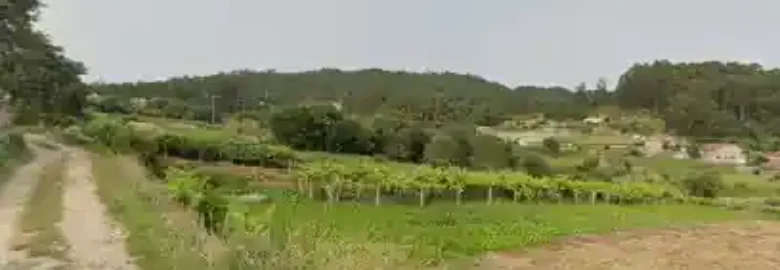 Diaiko Adiestramiento Canino