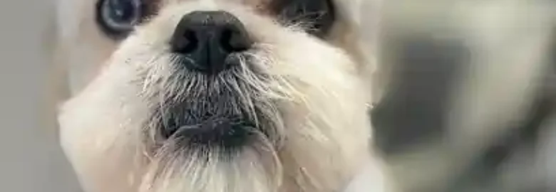 Diamond Style Dogs