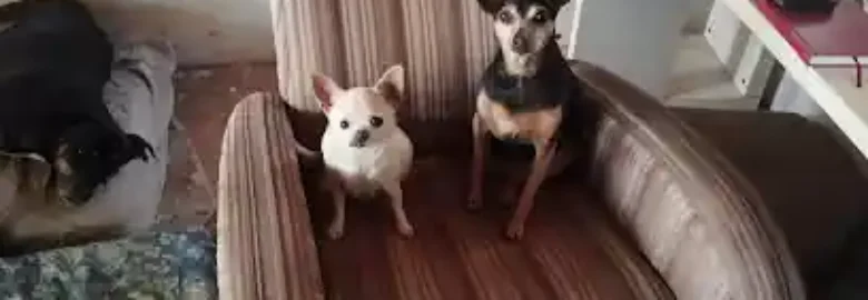 Dimoni Dogsitter cuidador de cans