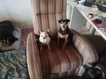 Dimoni Dogsitter cuidador de cans