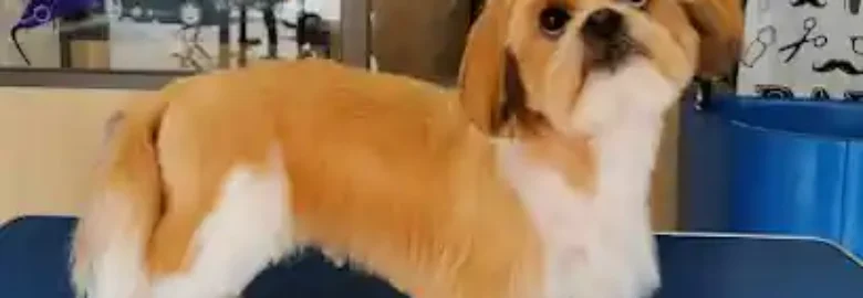 Dog Barber