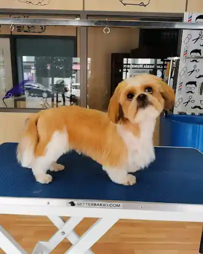 Dog Barber