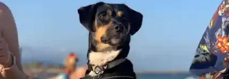 Dog Care Barcelona