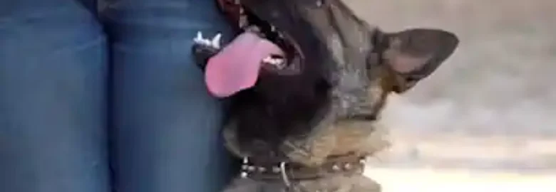 DogPal Adiestramiento Canino