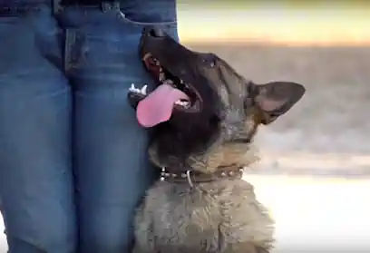 DogPal Adiestramiento Canino
