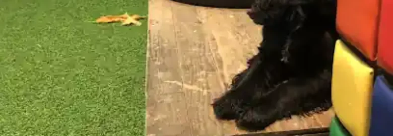 DogSecret