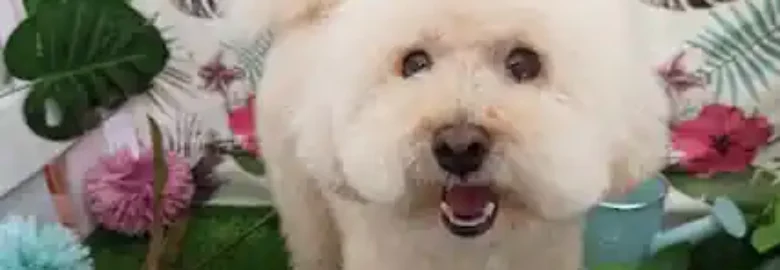 Dogavari peluquería canina