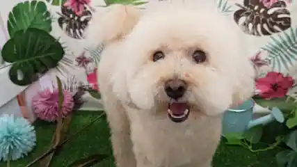 Dogavari peluquería canina
