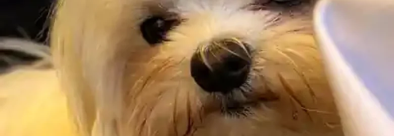 Dogger Dog Designers