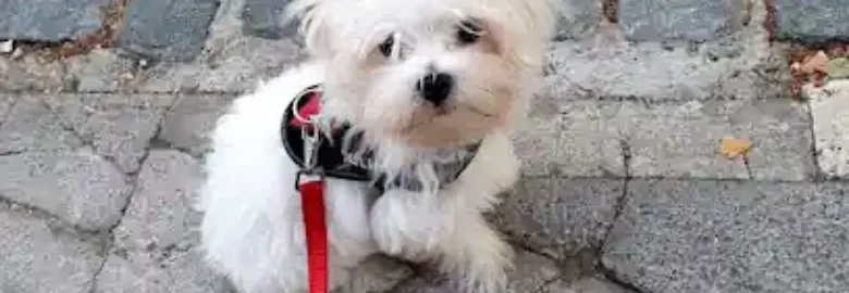 DoggiesCan