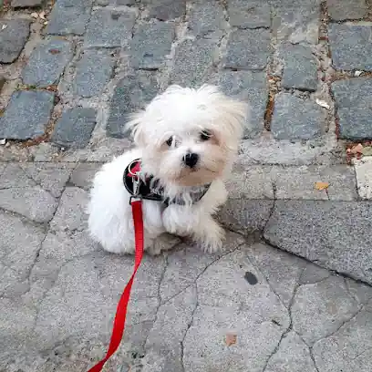 DoggiesCan_4KlV