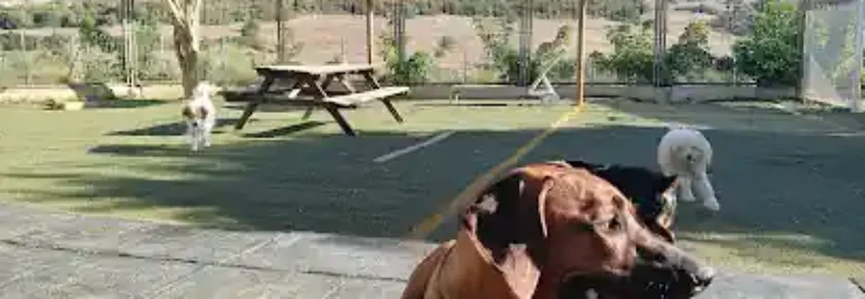 Doggy Day Care Costa del Sol