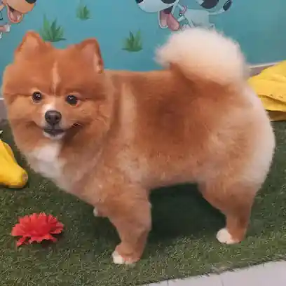 Doggy Shop Gijon