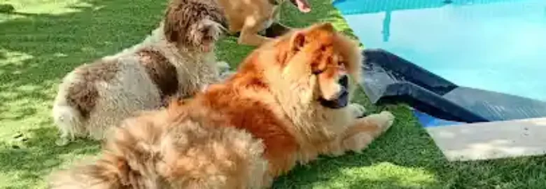 Doggyland