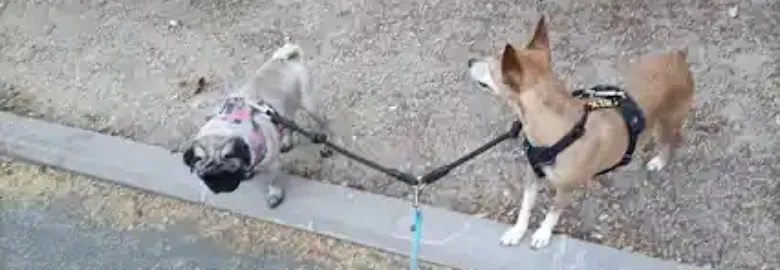 Doggyperretes