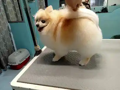 Dogmopolitan