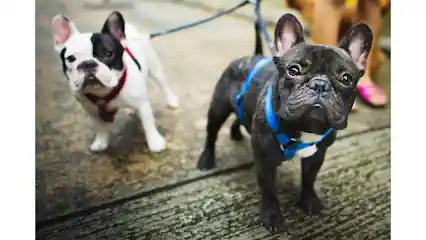 Dogos De Los Teatinos