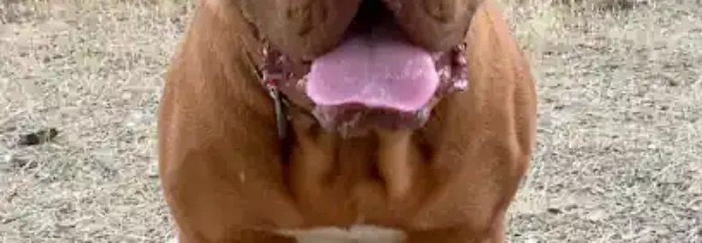 Dogos de Burdeos las Encinas del Bierzo