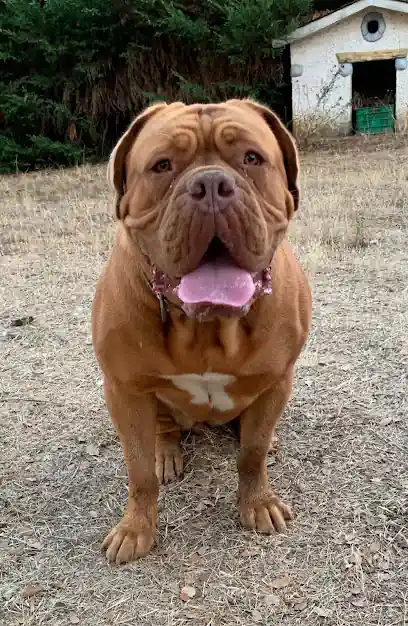 Dogos de Burdeos las Encinas del Bierzo