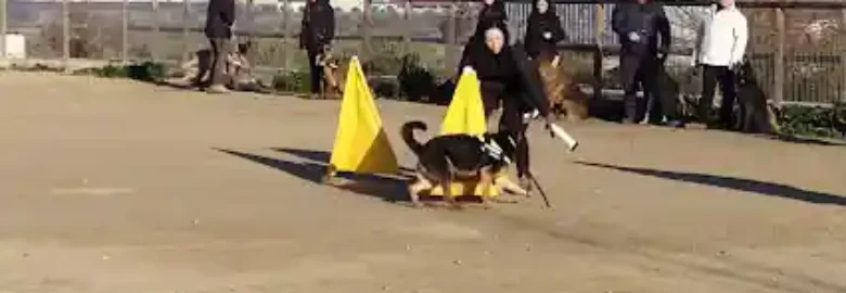 Dogquijote