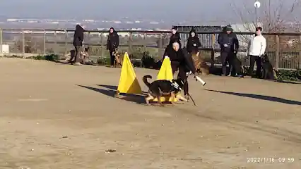 Dogquijote