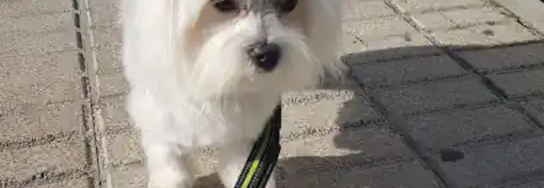 Dogs & Dogs