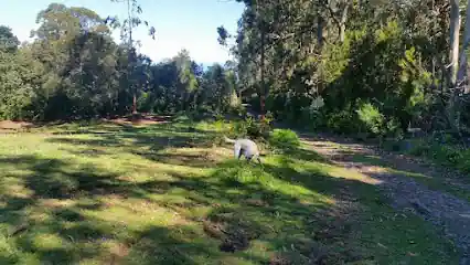 Dogs Paradise