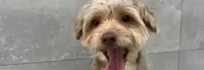 Dogsoul peluquería y guardería canina