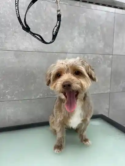 Dogsoul peluquería y guardería canina