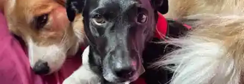 Dogysitter