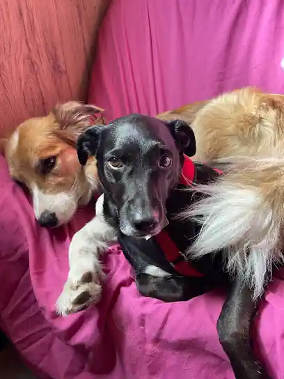 Dogysitter