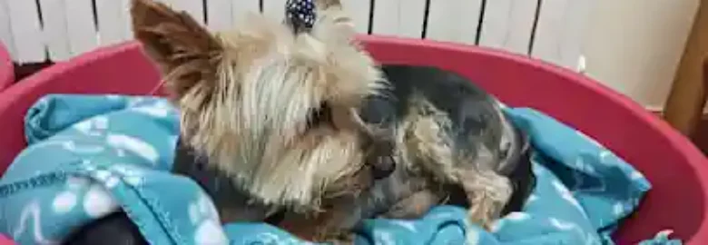 Dolce Can Peluqueria & Canina