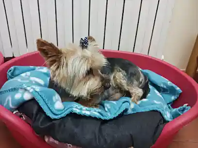 Dolce Can Peluqueria & Canina