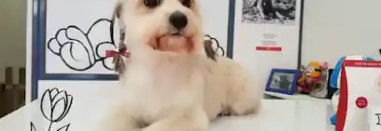 Dugui Estilista Canina