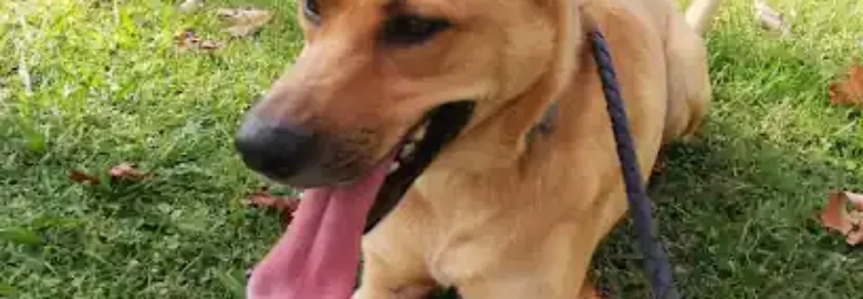 Educación Canina Psydog