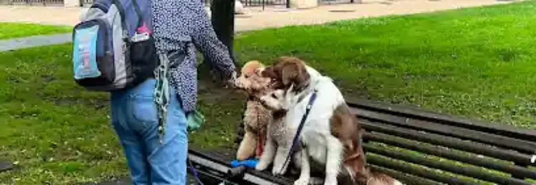 Educador Canino Lucía Fernández Rosa