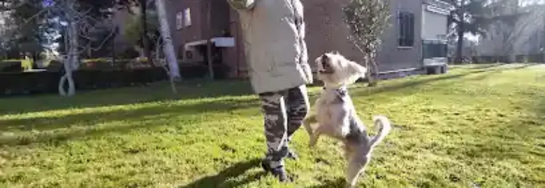 Ekilibradog