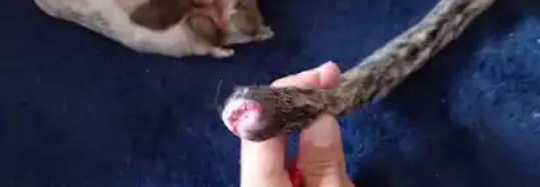El Arca de TIA VIVI