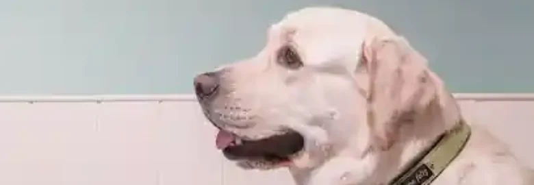 El Perro Feliz Madrid Centro