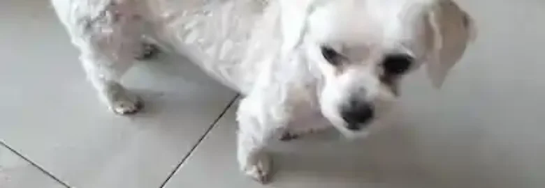 El Perro Loco