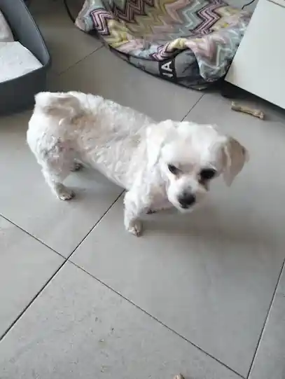 El Perro Loco