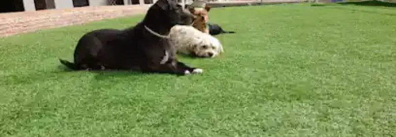 El Salto Hotel Canino