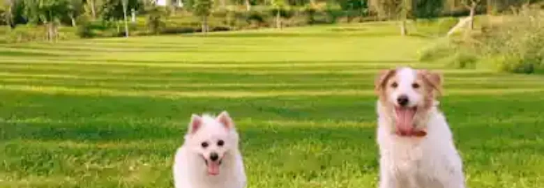 El bosque de jack