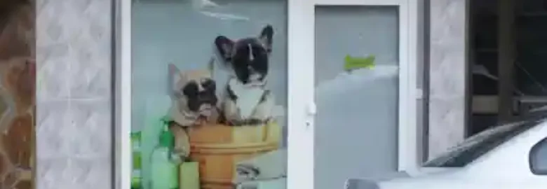 Elís Peluquería Canina