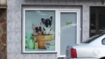 Elís Peluquería Canina