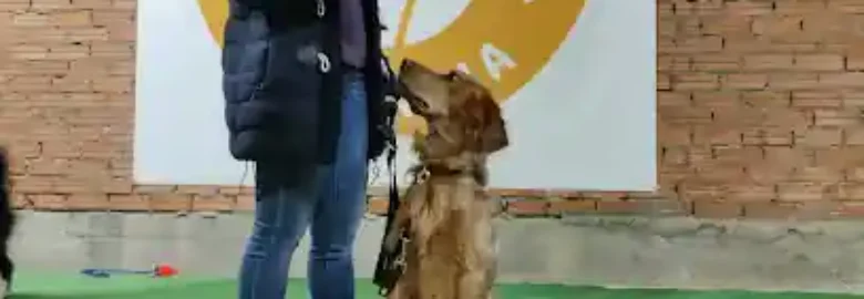 Escuela Canina Palencia