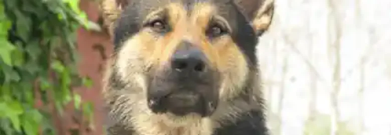 Escuela Canina