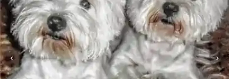 Espíritu Canino