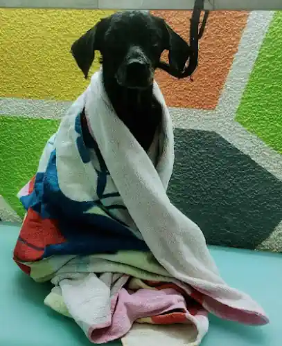 Estética canina Oh My Dog